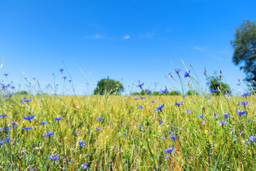 Cornflowers in he fields