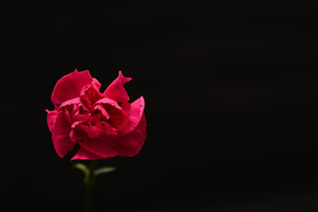 red rose flower