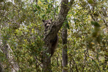 Raccoon hugging a tree