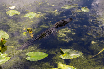 Alligator in the water