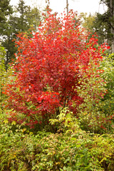 Naklejka premium Bright fall foliage of a red maple tree in Maine.