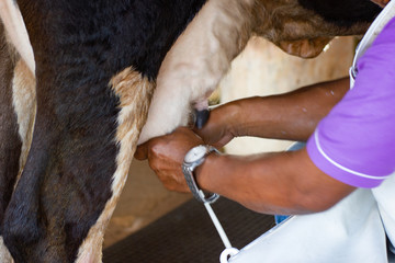 Motion image man hand milking a cow by hand, cow standing in the corral 