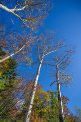 Obraz premium 空と白樺