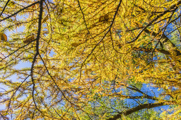黄葉見上げる