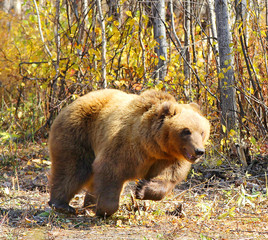 Kamchatka brown bear on a chain in the forest