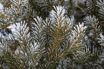 Beautiful branches of Christmas tree covered with frost, winter background, close-up view