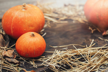 autumn halloween pumpkins on wooden background and hen