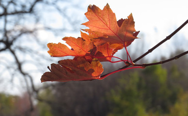 Orange Maple Leaves