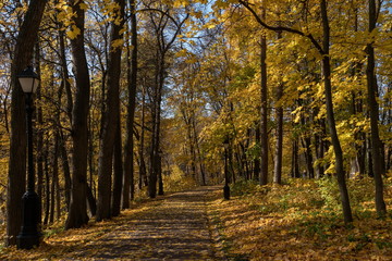 Obraz premium Золотая осень в старинном парке.