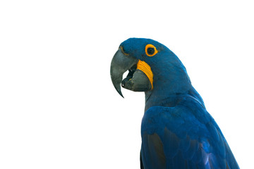 Closeup Hyacinthine Macaw isolated on white background