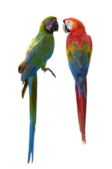 Macaw isolated on white background