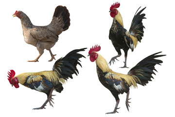 Male and female chickens isolated on white background