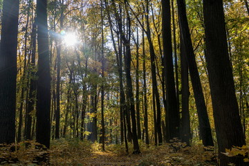 Золотая осень  в старинном парке.