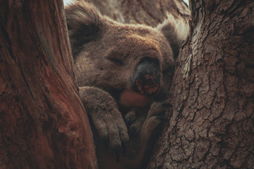 Obraz premium Koalas sleeping