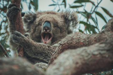 Happy koala