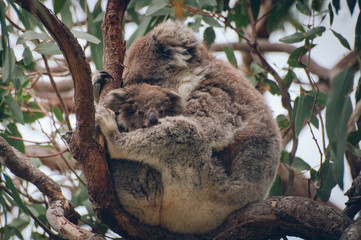 Koala & Joey