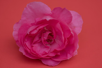 Pink rose on red background