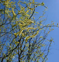 Flowers spherical willow