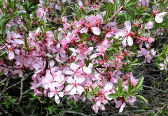 Picture of almond blossom close-up on, Omsk region, Siberia