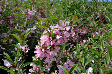 Picture of almond blossom close-up on, Omsk region, Siberia