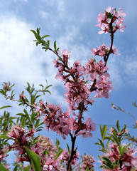 Picture of almond blossom close-up on, Omsk region, Siberia