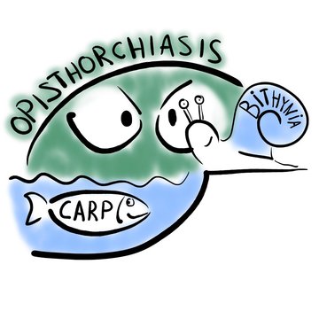 Who helps opisthorchiasis