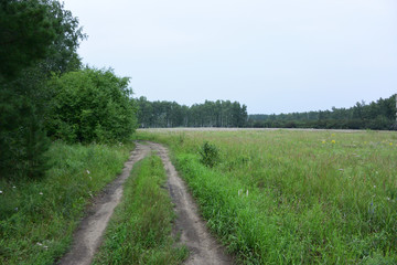 Fototapeta na wymiar Summer Siberian forest, Omsk region