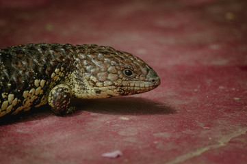 Shingleback lizard