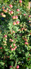 Apple tree