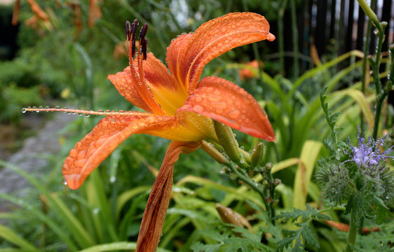Flower Lilium with drop of rain