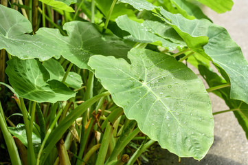 Big leaves of lush plant, Caladium by the stream of humid area. Green nature of leaves with raindrops.