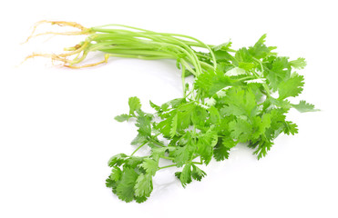 Bunch of fresh coriander leaves over white background