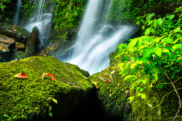 Fototapeta premium natural water fall in national park with high moisture on stone have moss and red maple.relax and concentrate concept.