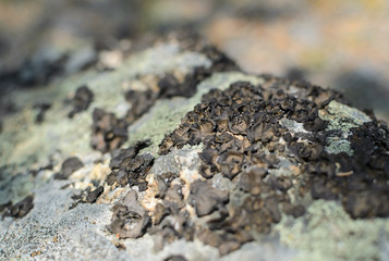 Brown lichen on the stone, living organizm, unique Baikal nature. Selective focus