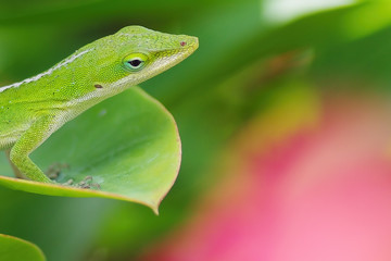 green anole on leaf