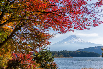 Maple tree and mountain Fuji in autumn