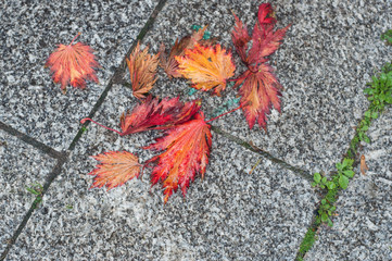 Fototapeta premium closeup of red autumnal maple leaves on cobblestone floor
