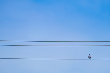 dove perched on a cable, dove on electric wire and blue sky background.