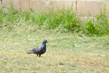Dove on the grass, pigeon at grass field, pigeon walk alone.