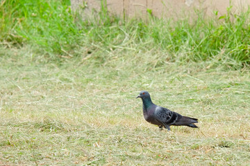 Dove on the grass, pigeon at grass field, pigeon walk alone.