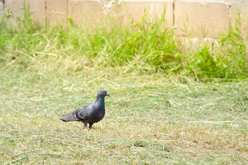 Obraz premium Dove on the grass, pigeon at grass field, pigeon walk alone.