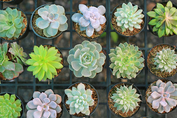 Group of different cactus in greenhouse growing. Top view.
