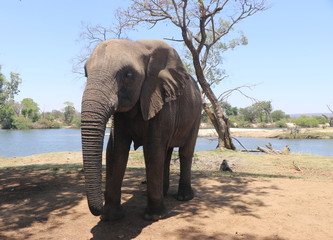 Fototapeta na wymiar Zambian Elephant