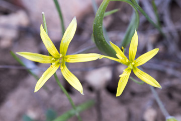 flor con macro