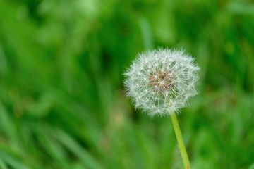 Fototapeta premium Diente de León