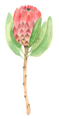 succulent in watercolor