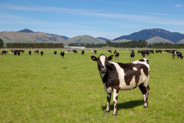 Fototapeta na wymiar A black and white cow stands out from the herd in field in Canterbury, New Zealand
