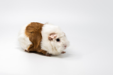 Obraz premium Brown and white guinea pig isolated on light background.