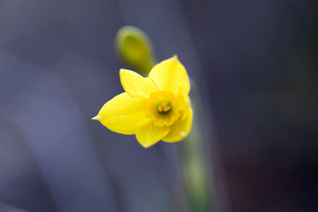 Fototapeta premium flor con macro