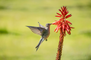 A Giant Hummingbird or Patagona gigas aka Picaflor Gigante, feeding on a aloe vera plant outside.  